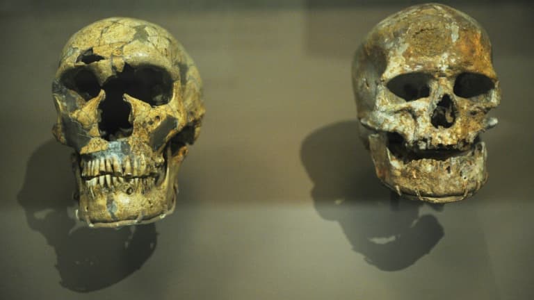Un crâne de Néandertal, à gauche, côtoie celui d'un Homo sapiens, à droite, dans une exposition au Muséum nation d'histoire naturelle américain Smithsonian, le 17 mars 2010 