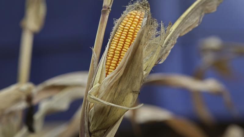 Les pays de l'Union européenne ne sont pas parvenus lundi à se mettre d'accord sur l'utilisation de trois variétés de maïs génétiquement modifié dans l'alimentation humaine et animale. Deux de ces produits sont fabriqués en commun par Monsanto et Dow Chem