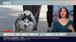 Comment empêcher votre chien d'aboyer, les conseils de BFMTV