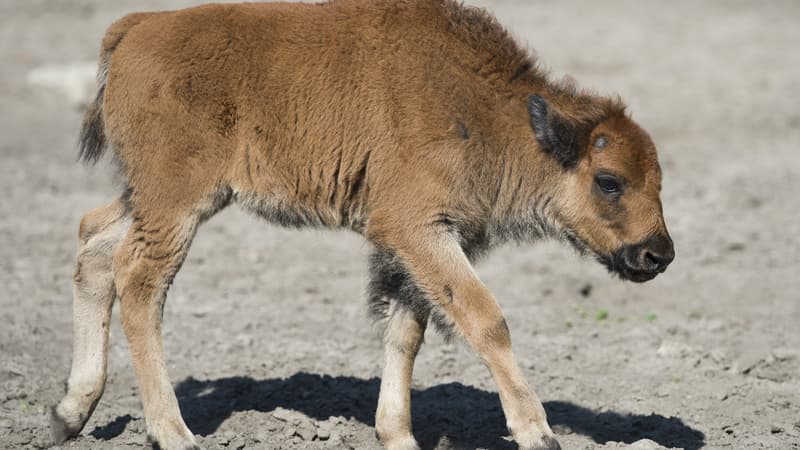 Un bébé bison dans un zoo de Berlin, en 2012 (image d'illustration). - John MacDougall - AFP