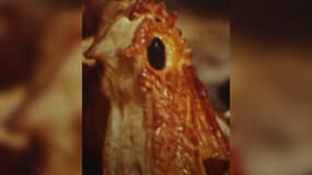 Une aguignette du nouvel an en forme de poule.