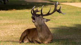 Un cerf, traqué par des chasseurs, a finalement été épargné grâce à l'intervention des habitants de Bonneuil-en-Valois, dans l'Oise. (Photo d'illustration) - Pxhere