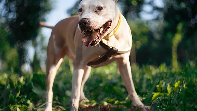 Le pitbull a mordu trois personnes en l'espace de quelques minutes. (Photo d'illustration)
