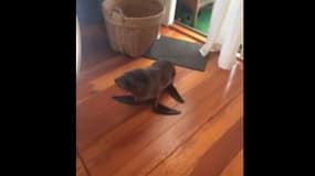 Un bébé lion de mer s’invite dans une maison en Nouvelle-Zélande