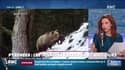 Ours: les récentes attaques dans les Pyrénées ravivent les tensions entre le anti et pro-ours
