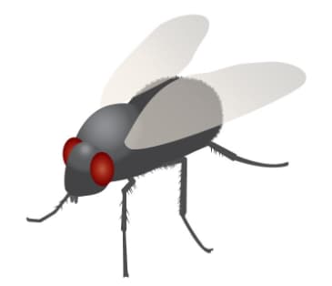 L'emoji mouche de Justin Bai, dessiné par Rebecca Blaesing. L'emoji mouche de Justin Bai, dessiné par Rebecca Blaesing.