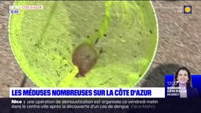 Nice: les méduses présentes en nombre sur les plages niçoises 