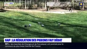 Gap: plus de 32.000 personnes ont signé une pétition pour réguler la population des pigeons d'une autre manière que celle choisie par la municipalité 