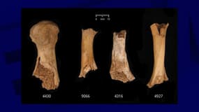 Des os présentant des dommages attribués à une possible mastication humaine, selon une étude publiée par l'université de Cambridge ce 16 décembre 2024.