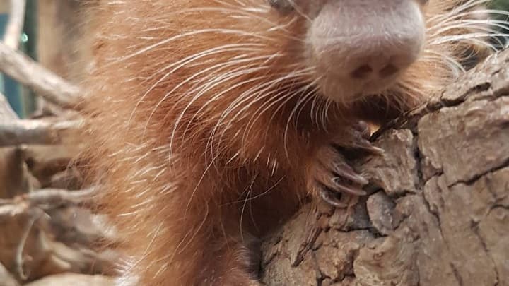 Le bébé Coendou, né le 7 décembre 2017