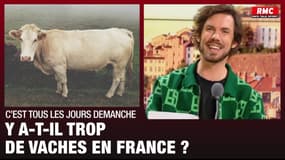 C'est tous les jours Demanche - Les pets des vaches sont dangereux