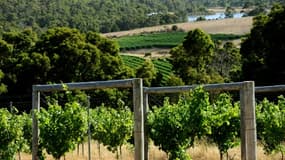 Vue de la région viticole de Margaret River dans l'ouest de l'Australie, le 30 décembre 2009