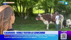 Calvados: le cowching, un coaching de développement personnel en compagnie de vaches