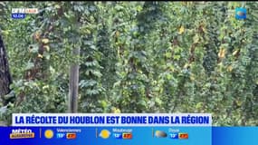 Nord : la récolte du houblon est bonne et la qualité au rendez-vous 