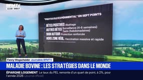 LES ÉCLAIREURS - Maladie bovine: quels sont les protocoles dans les autres pays? 