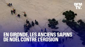  TANGUY DE BFM - En Gironde, les anciens sapins de Noël servent à lutter contre l'érosion des dunes 