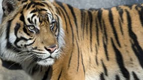 L'employé du zoo de Wroclaw a été mortellement blessé par un tigre de Sumatra dont il nettoyait la cage (photo d'illustration).