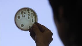 La bactérie E.coli. /Photo d'archives/REUTERS/Ints Kalnins