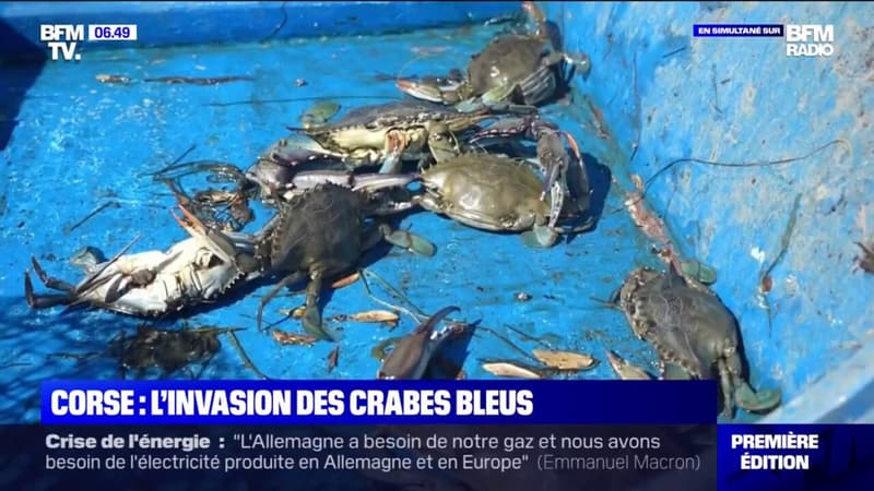 La Corse envahie par des crabes bleus, une espèce invasive qui inquiète les pêcheurs