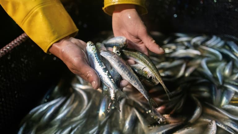 Un marin du bateau de pêche Stereden Ar Moor montre des sardines pêchées dans la nuit, au large du Conquet, le 18 juillet 2025 dans le Finistère.