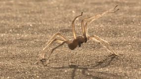 Cebrennus rechenbergi, cette araignée du désert se déplace de façon spectaculaire