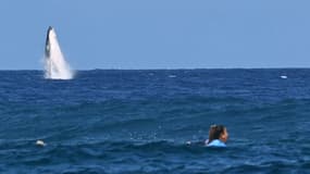Une baleine s'invite lors de la demi-finale de surf à Tahiti, le lundi 5 août 2024