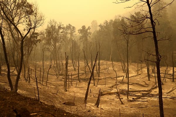 Des arbres carbonisés après l'incendie Carr qui a ravagé la zone de Whiskeytown en Californie le 29 juillet dernier. Des arbres carbonisés après l'incendie Carr qui a ravagé la zone de Whiskeytown en Californie le 29 juillet dernier.
