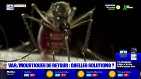 Var: quelles solutions pour lutter contre les moustiques