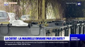 Bouches-du-Rhône: à La Ciotat, les rats exaspèrent les habitants d'une résidence