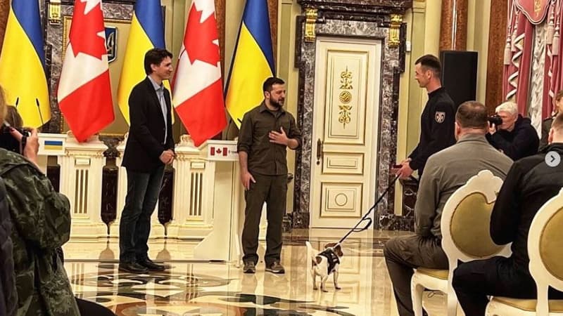 Guerre en Ukraine: Patron, le chien détecteur de bombes, décoré d'une médaille d'honneur par Zelensky