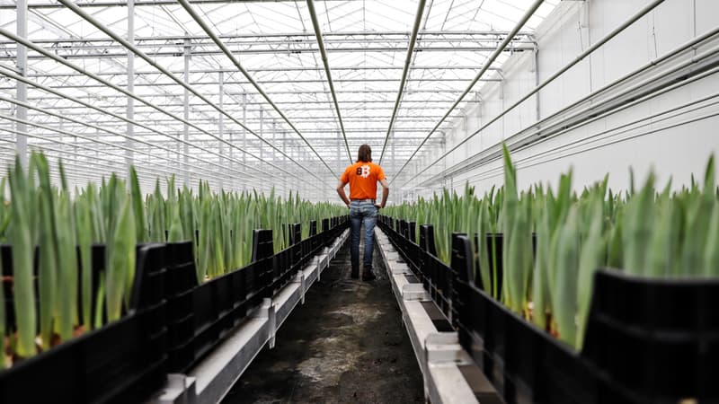 Ces tulipes qui poussent grâce au bitcoin aux Pays-Bas