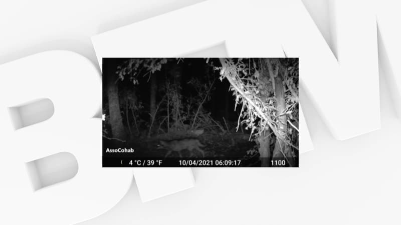 Un loup a "très probablement" été identifié dans le Rhône.