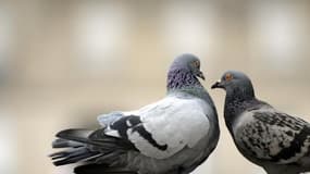 Les pigeons d'un colombophile décédé, ont été massacrés un à un, la tête arrachée avec les mains.