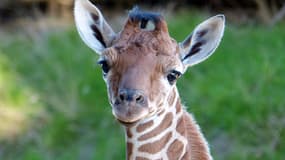 Roxy, le girafon femelle née le 12 janvier
