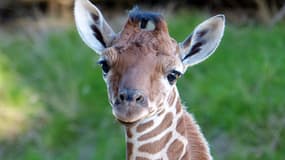 Roxy, le girafon femelle née le 12 janvier