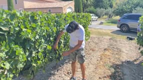 Le propriétaire du domaine de Pey Blanc dans ses vignes,  à Aix-en-Provence, vendredi 25 août. 