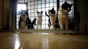 L'opération de Noël d'adoption d'animaux de la SPA n'aura pas lieu cette année à Paris