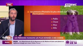 On n'a pas osé vous en parler : Les prénoms humains les plus donnés à des chiens - 20/06