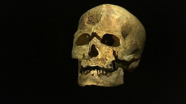 Un crâne d'Homo sapiens, dont cette nouvelle espèce se rapproche