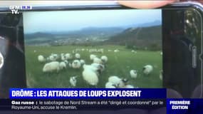 Les attaques de loups en forte hausse dans la Drôme 