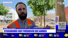 Strasbourg: des objectifs de protection des arbres pendant les chantiers