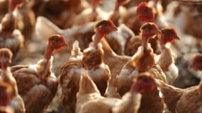 Un foyer de grippe aviaire suspecté d'être hautement pathogène aux Pays-Bas