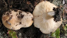Le Lactarius musteus est l'une des espèces considérées comme "quasi-menacées". 