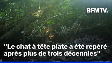 L'un des félins les plus rares au monde, le chat à tête plate, aperçu en Malaisie