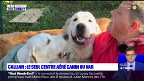 Callian: le seul centre aéré canin du Var