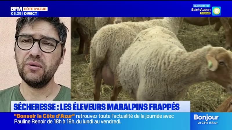 Les éleveurs maralpins frappés par la sécheresse