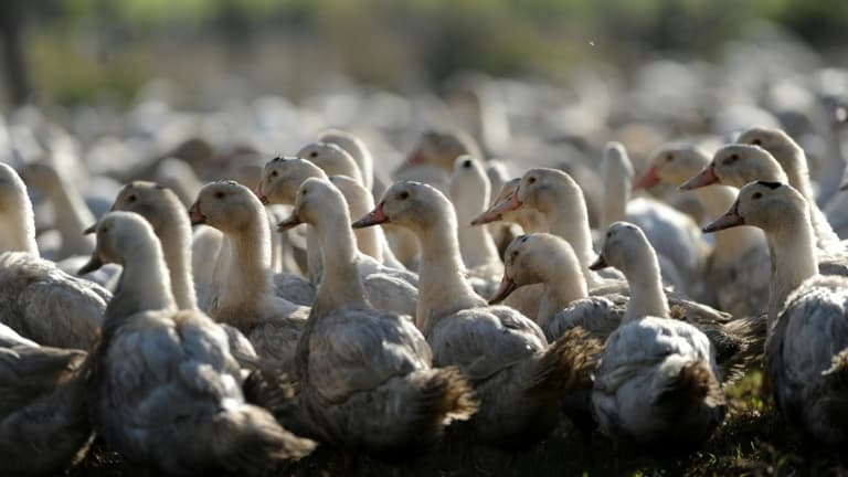 La France recense 409 foyers de grippe aviaire dans ses élevages, dont l'immense majorité dans le Sud-Ouest