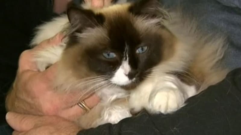 Les acheteurs voulaient la maison avec la chatte Tiffany.