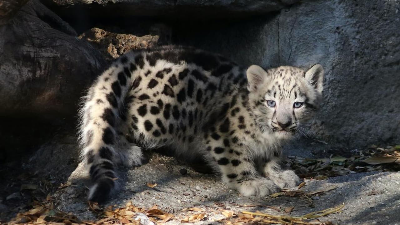 Un bébé panthère né dans la nuit du 9 au 10 août dernier Un bébé panthère né dans la nuit du 9 au 10 août dernier