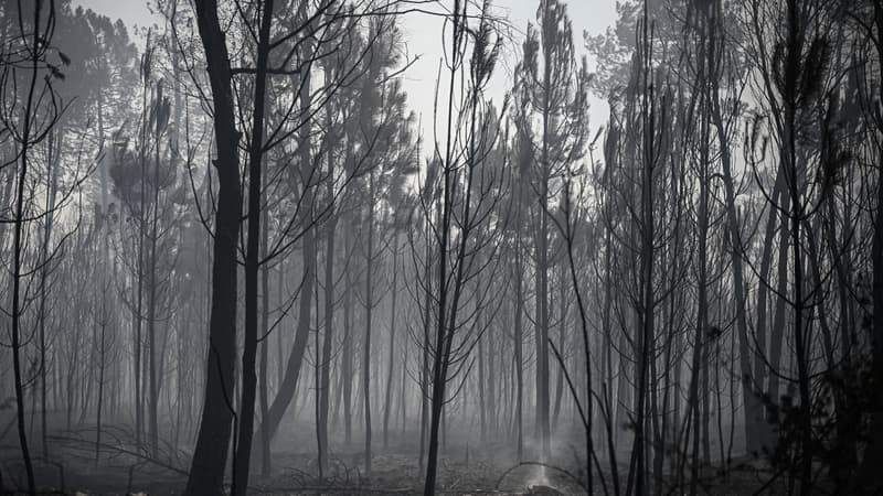 Comment reconstruit-on une forêt après un incendie ravageur?